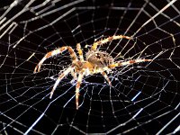 DSCF7343  Das neueste Bild. Ein Gast an der Hauswand