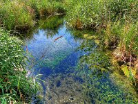 DSCN6986 7 8 temp  Kleine Quellen und Seen