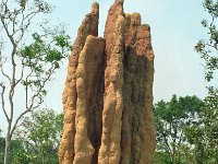 IMG007-Termitenbau-Wolfi