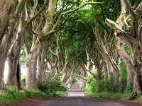 DSCF7237 8 9 tonemapped  Dark Hedges